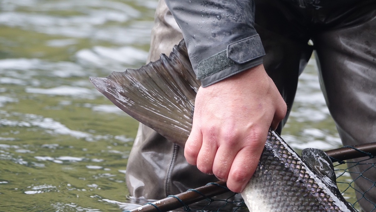 Om Fiske i Espedalselva